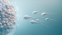 augmenter-chances-spermatozoides-atteindre-ovule