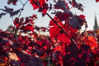 vigne-rouge-danger