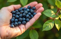flavonoides-medicaments
