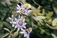 passiflore-interactions-medicamenteuses