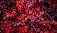 vigne-rouge-bienfaits