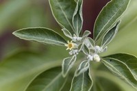 cest-quoi-l-ashwagandha