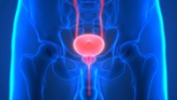 anatomie-prostate