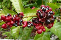 guarana-boisson-bienfaits