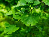 ginkgo-biloba-danger