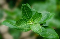 phytotherapie-efficace-au-bout-de-combien-de-temps