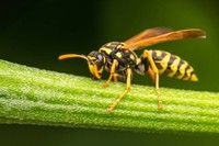 differences-piqure-de-guepe-ou-abeille