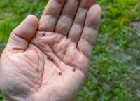 maladies-transmises-par-les-tiques