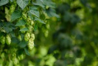 houblon-danger