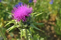 combien-de-temps-dure-une-cure-de-chardon-marie
