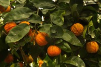 citrus-aurantium-bienfaits