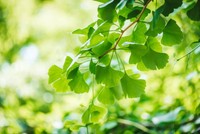 ginkgo-biloba-prix