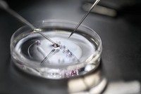 fecondation-in-vitro-prix