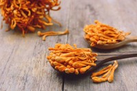 posologie-cordyceps