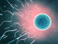 duree-de-vie-spermatozoides-uterus