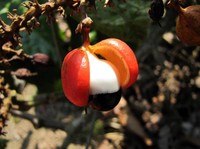 guarana-bienfaits-maigrir