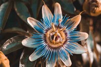 phytotherapie-medecin-specialiste