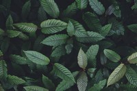 effet-kratom