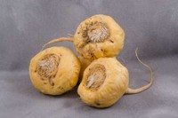 maca-vertus