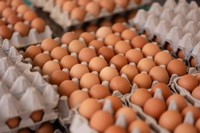 manger-des-oeufs-tous-les-jours