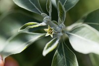risques-ashwagandha