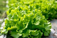 regime-salade-verte