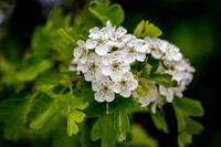 aubepine-effets-secondaires
