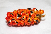 guarana-bienfaits-cheveux