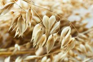 Quels sont les bienfaits de l’avoine ?