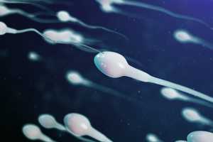 Nombre de spermatozoïdes : fabriqués, par éjaculation, en stock…