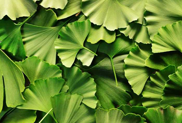 Ginkgo biloba : propriétés, risques, prix et avis