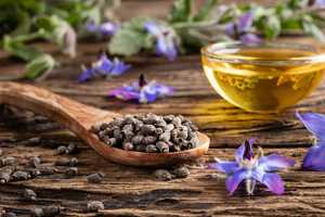 Huile de bourrache et prise de poids : mythe ou réalité médicale ?