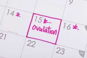 Ovulation : qu’est-ce que c’est, quand survient-elle et comment la calculer ?