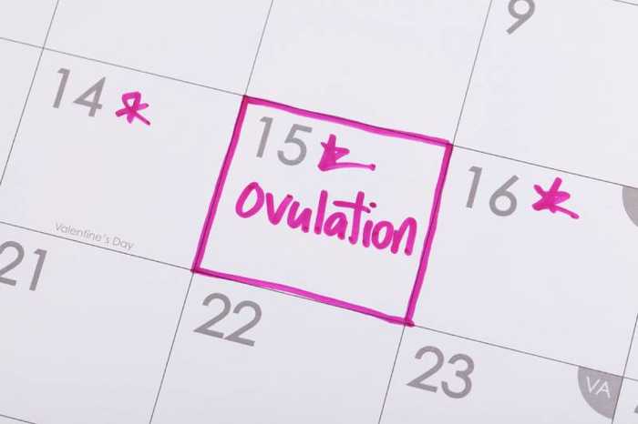 Ovulation : qu’est-ce que c’est, quand survient-elle et comment la calculer ?