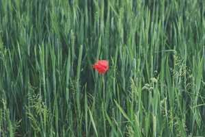 Bouton rouge sur le gland : petit bouton après l’amour, VIH et irritation