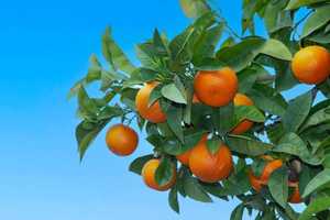 Citrus aurantium : perte de poids et interdiction en France