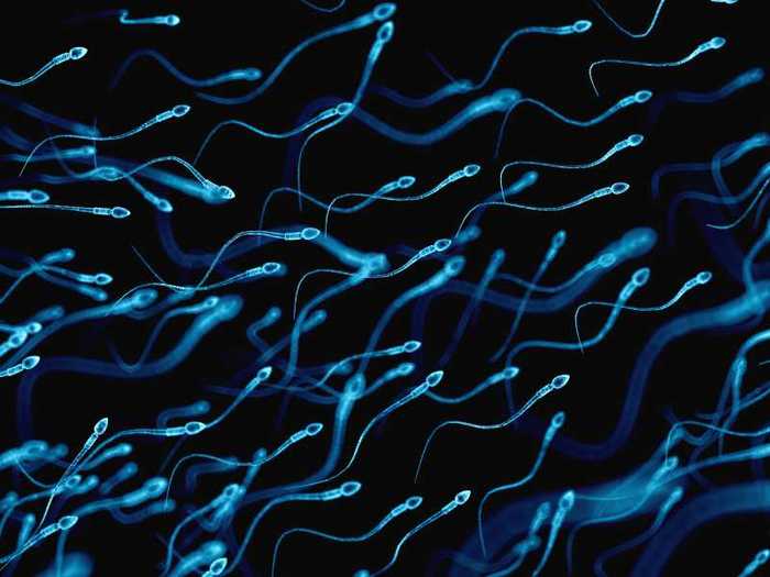 Durée de vie spermatozoïdes : dans l'utérus, sur la main, à l'air ...