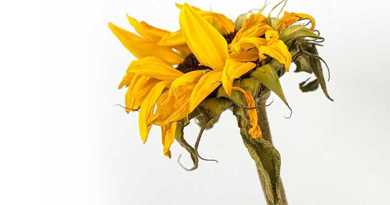 FAIBLE JACULATION SYMPT MES CAUSES TRAITEMENTS ET REM DES visual data 5