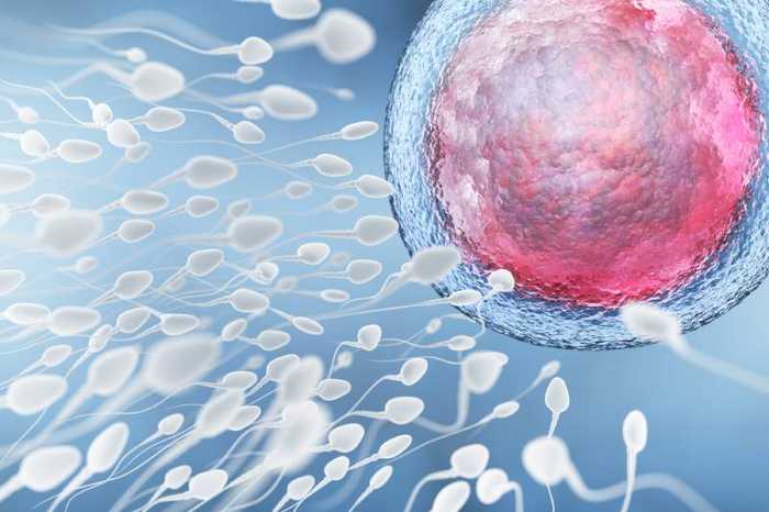 En combien de temps un spermatozoïde atteint-il l’ovule ?