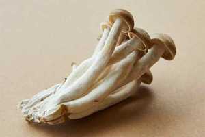 Cordyceps : utilisation, bienfaits et risques pour l’homme