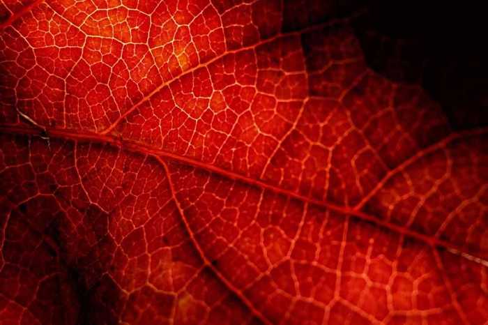 Hormone du sommeil : qu’est-ce que la mélatonine ?