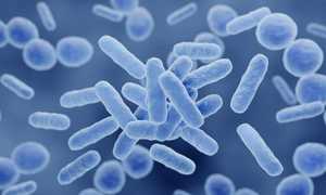 Lactobacillus gasseri : bienfaits, précautions et avis